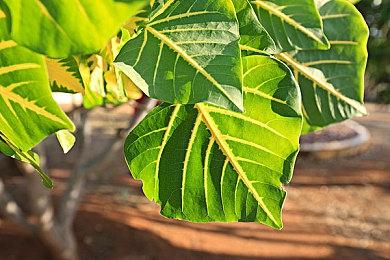 《逆水寒》新增角色女铁衣将登场 性转功能介绍